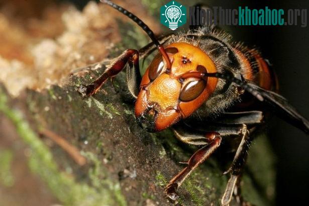 Sắp tới, nước Pháp sẽ tổ chức một cuộc họp khẩn cấp để tìm ra cách đối phó với loài ong bắp cày khổng lồ châu Á, loài vật chịu trách nhiệm đối với ít nhất sáu ca tử vong ở Pháp. Những con ong bắp c...