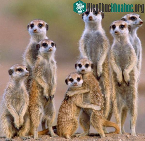 Giật mình trước "tính xấu" của các loài động vật dễ thương