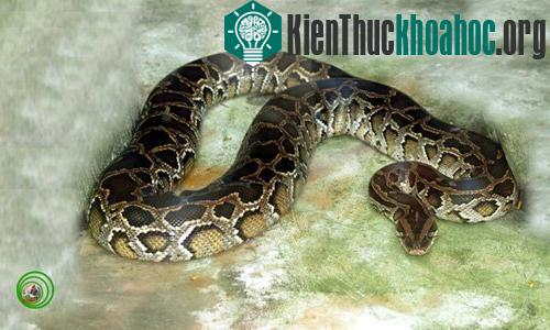 Trăn đất Python molurus có đầu dài, nhỏ, màu nâu xám. (Ảnh: Phùng Mỹ Trung).