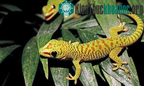 Tắc kè sử dụng các hạt sương trên lá để tự làm sạch cơ thể. (Ảnh: National Geographic)