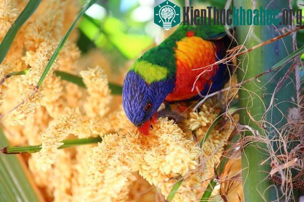 Vẹt Lori vốn là một loài chim chuyên ăn mật và phấn hoa