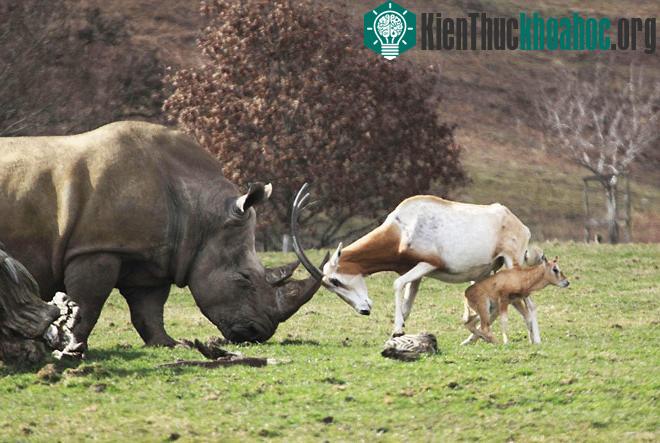 Màn đối đầu được ghi lại trong công viên hoang dã Longleat, hạt Wiltshire, Anh.
