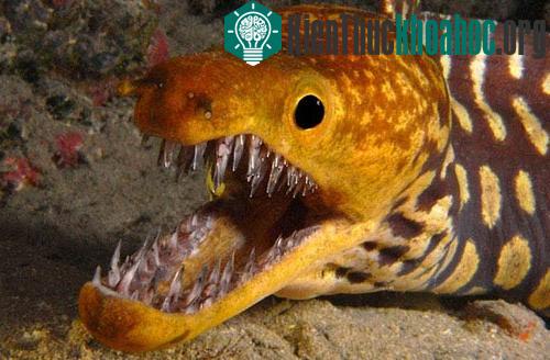 Lươn Enchelycore Anatina