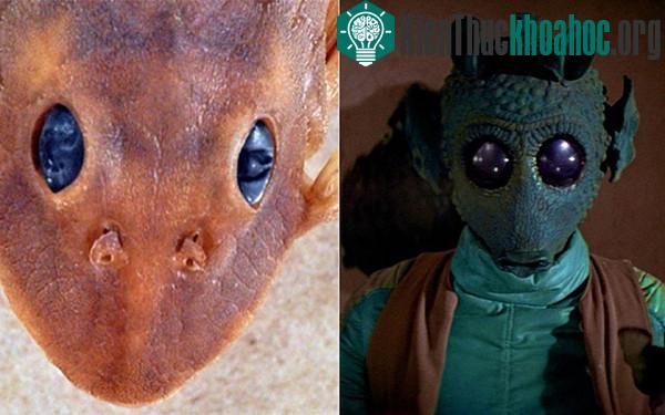 Loài cá trê "mắt long lanh" được đặt tên theo sát thủ Star Wars