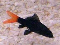 Cá mập đuôi đỏ Labeo bicolor ảnh 1