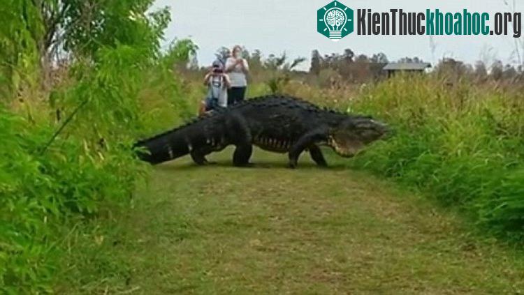 Con cá sấu siêu khủng, to như con khủng long.