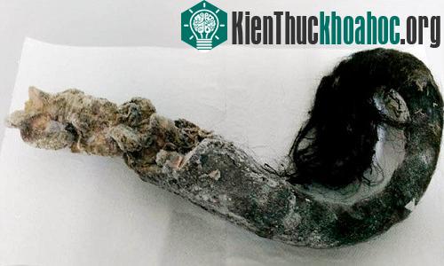 Mẩu đuôi bò rừng thảo nguyên được bảo quản dưới lớp đất đóng băng vĩnh cửu. (Ảnh: Maria Vasilyeva).