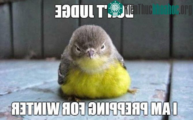 Nhiều loài chim xù lông để làm ấm cơ thể.