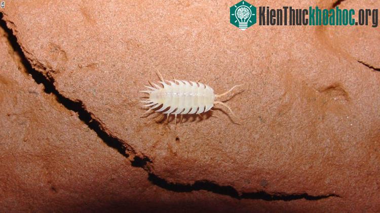 Động vật giáp xác nhiều chân Iuiuniscus iuiuensis