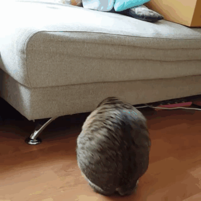Dù chỉ 2 chân, Able vẫn lắm trò nghịch ngợm - (Ảnh: BoredPanda).