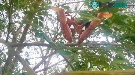 Loài bướm "khủng" bất ngờ xuất hiện trong vườn cây nhà dân.