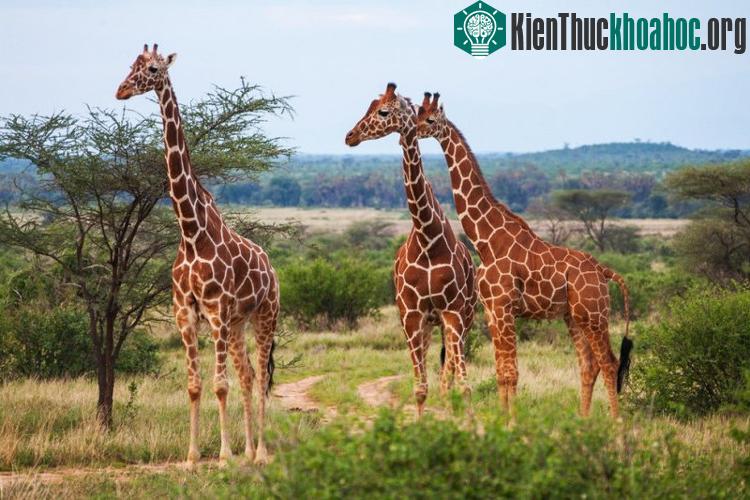 Lần cập nhật sách đỏ IUCN này cho thấy quy mô cuộc khủng hoảng tuyệt chủng toàn cầu có thể còn lớn hơn chúng ta nghĩ.