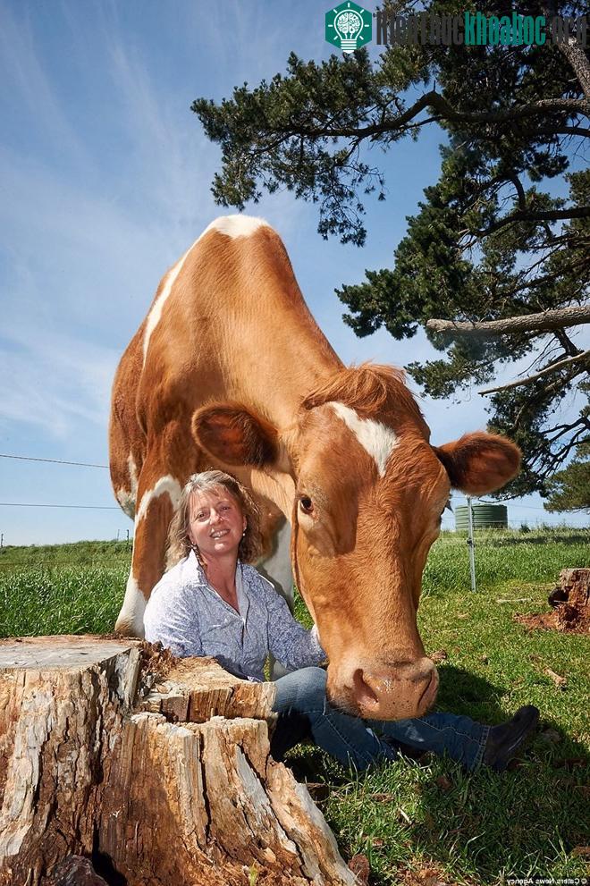 Big Moo được coi là chú bò lớn nhất Australia và thậm chí là lớn nhất thế giới (chưa được xác nhận).