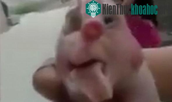 Con vật kì dị này thở rất khó khăn vì có vẻ như hệ hô hấp của nó có cấu tạo không hoàn thiện.
