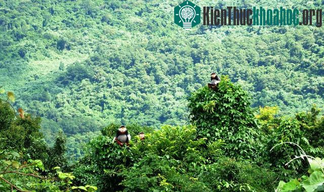 Voọc chà vá chân nâu thuộc loài động vật nguy cấp có tên trong sách đỏ Việt Nam và thế giới.