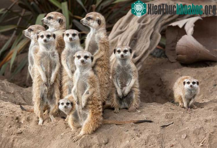Chiếc đuôi dài giúp chồn Meerkat có thể đứng vững bằng 2 chi sau.
