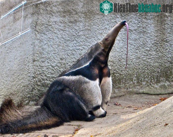 Tamandua là họ hàng với thú ăn kiến khổng lồ.
