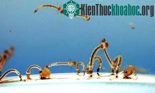 Cá bảy màu có được sử dụng như là thiên địch của bọ gậy – lăng quăng.