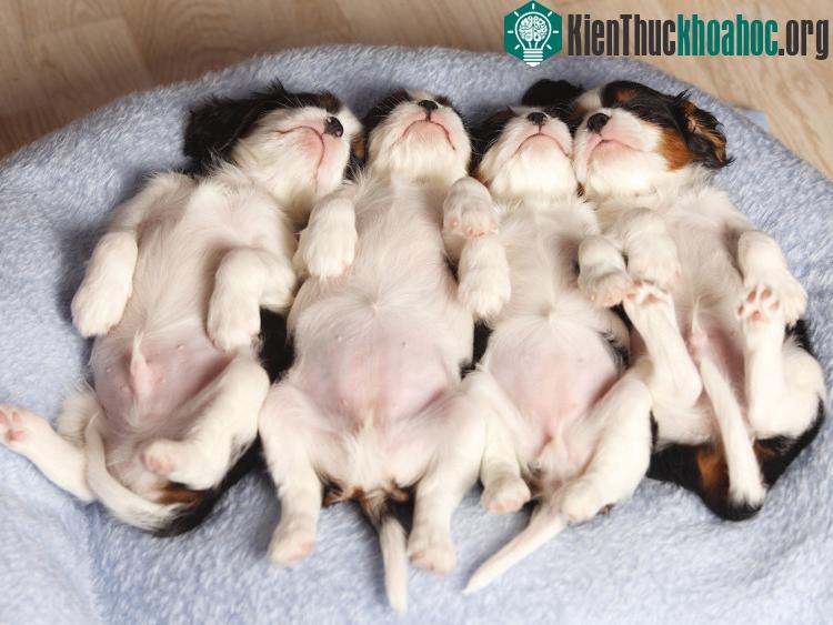 Thời điểm và thời gian mơ của chó phụ thuộc vào kích cỡ của chúng.