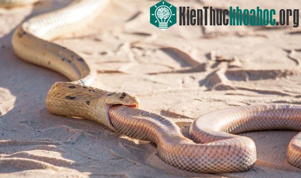 Rắn hổ mang đói mồi nuốt chửng đồng loại ảnh 1