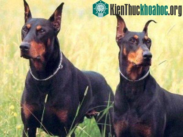 Những giống chó thông minh nhất thế giới