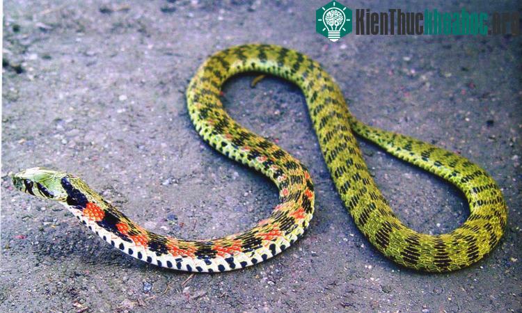 Rắn nước độc Rhabdophis tigrina