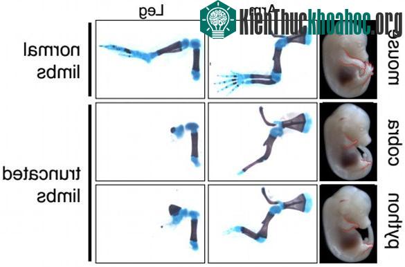 Chèn thử ZRS của rắn vào thì thấy phần chi trước, chi sau của chuột bị cắt ngắn nghiêm trọng.