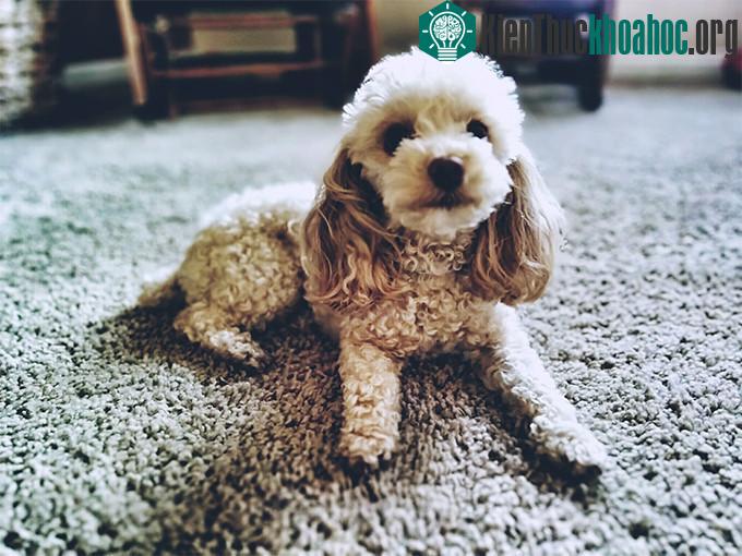 Chó Poodle