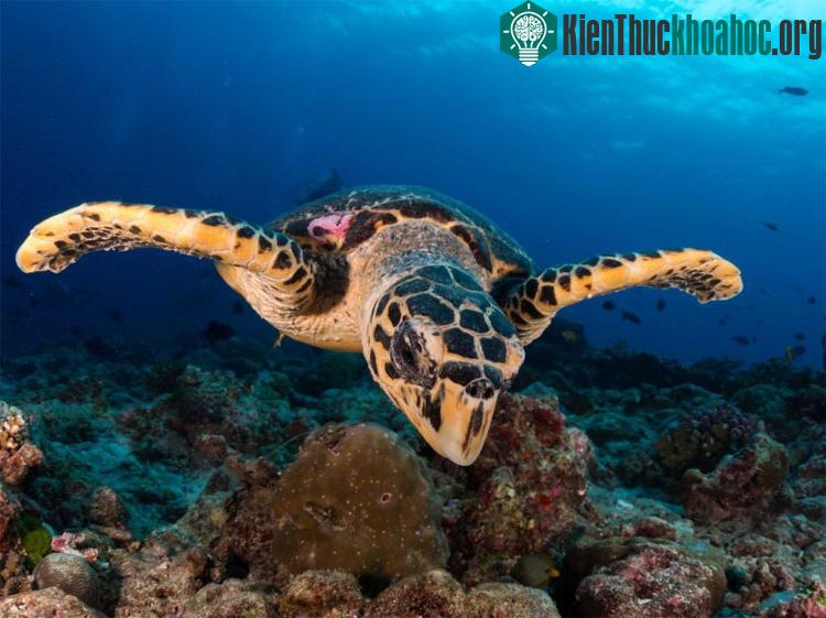 Loài rùa Eunotosaurus có cấu trúc cơ thể giống như một thợ đào đất chuyên nghiệp.