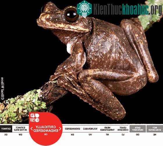 Ếch Rabbs bị đe dọa tuyệt chủng do nạn phá rừng và đặc biệt là do biến đổi khí hậu.