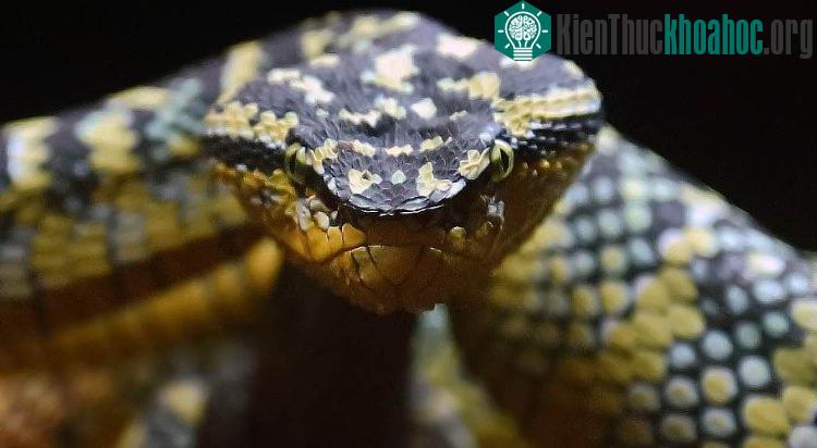Một loài rắn Viper.