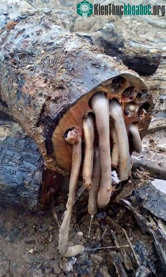 ..và khi zoom kĩ vào bề mặt thân cây... Con "quái vật" nào thế???