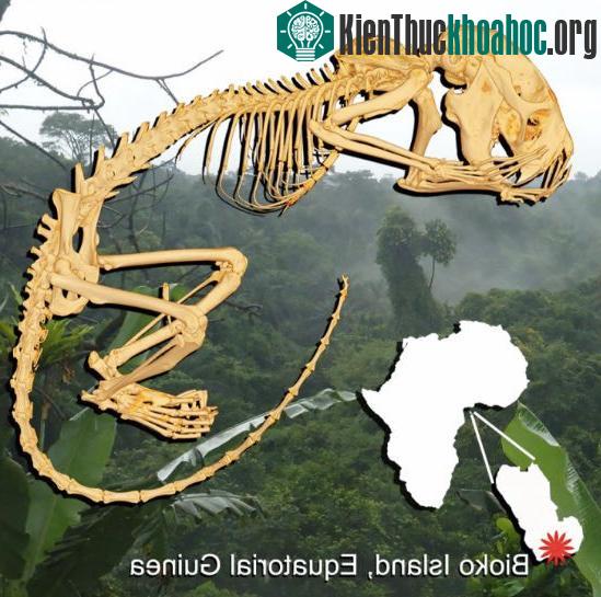 Đảo Bioko và phác họa xương Zenkerella insignis.