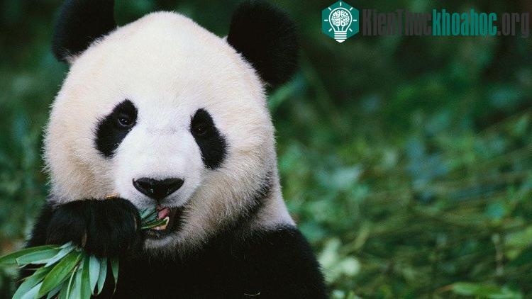 Tuy nhiên sự khôi phục cá thể gấu trúc khổng lồ có thể không kéo dài được lâu do biến đổi khí hậu toàn cầu.
