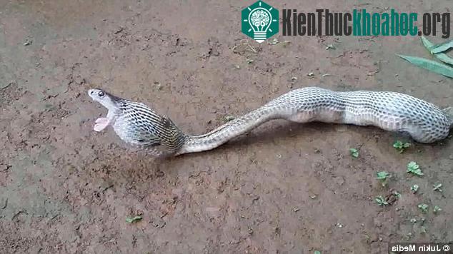 Cảnh con rắn gồng mình nhả ra chỗ trứng được một khách tham quan ghi lại ở công viên quốc gia Similipal thuộc bang Odisha, Ấn Độ.