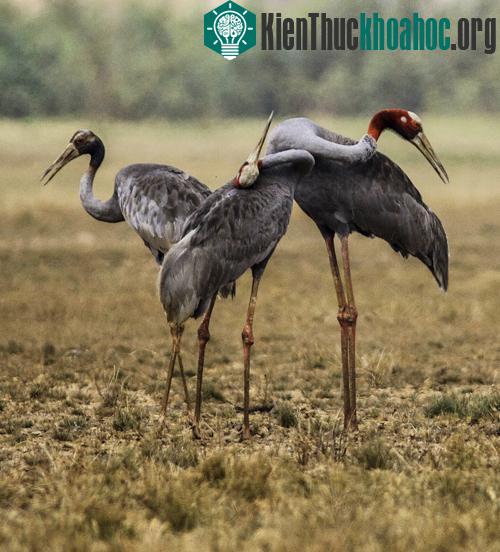 Sếu đầu đỏ (grus antigone sharpii) là loài cao nhất trong số loài chim biết bay.
