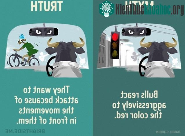 2. Bò tót phản ứng mạnh với màu đỏ? Sự thật là chúng chỉ muốn tấn công những thứ di chuyển trước mặt chúng.