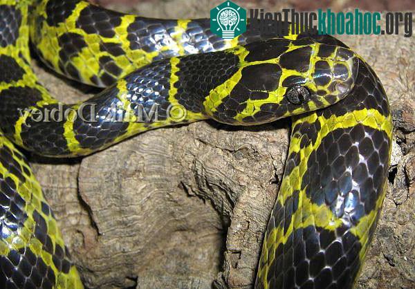 Cận cảnh loài rắn Dinodon meridionale. (Ảnh: Maik Dobrey).