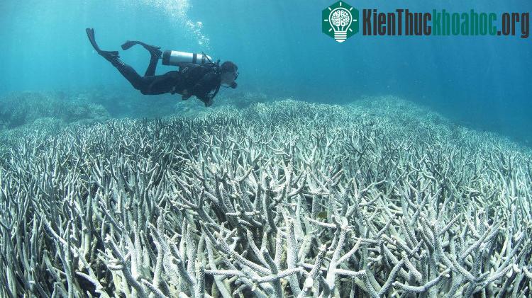 Rạn san hô Great Barrier Reef đang bị nhuộm trắng vì axit trong nước biển tăng cao.