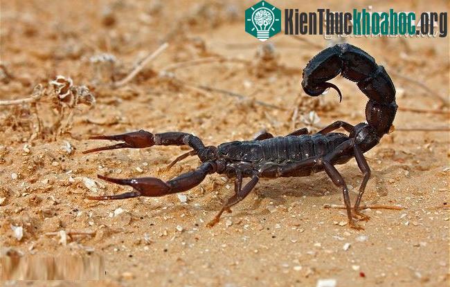Thân bọ cạp chia làm hai phần: phần đầu ngực (đốt thân trước) và phần bụng (vùng thân sau)