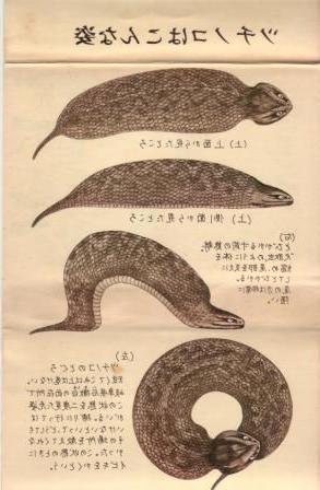 Tsuchinoko di chuyển như sâu đo. (Ảnh minh họa).