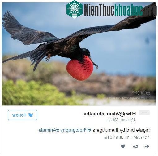 Chúng hầu như chỉ dành 10% thời gian để kiếm ăn.
