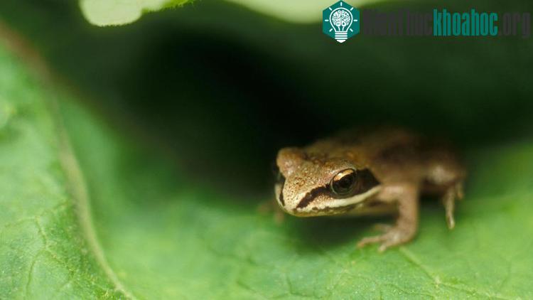Ếch rừng Rana sylvatica.