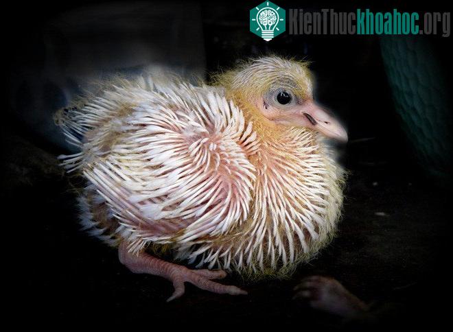 Chim bồ câu con phát triển nhanh hơn và ít xuất hiện hơn các loài chim khác.