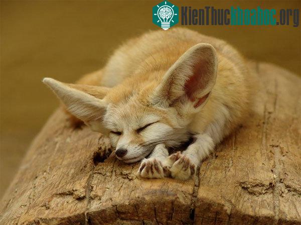 Cáo Fennec là loài cáo nhỏ nhất thế giới
