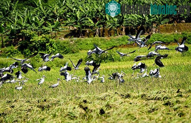 Những con chim có đặc điểm chân dài nhỏ, mỏ nhọn dài, lông màu xám. Khi bay lông cánh chúng có màu trắng và đen.