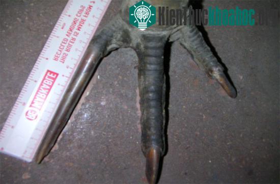 Những móng vuốt cực nhọn của đà điể đầu mèo