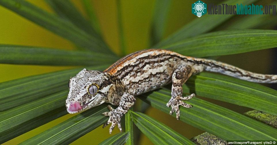 Cặp mắt trên thực chất là của tắc kè Gargoyle (Rhacodactylus auriculatus).