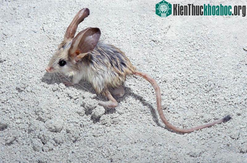 Chuột nhảy jerboa có nguồn gốc ở Bắc Phi và châu Á cũng có chiếc đuôi siêu dài. Cơ thể của chúng chỉ dài vỏn vẹn 8,9cm nhưng riêng chiếc đuôi của nó lại dài gần gấp đôi, 16cm, giúp chúng cân bằng k...