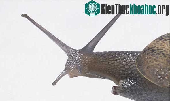 Có hai loại tế bào thần kinh (nơ-ron) được kích hoạt trong não của loài ốc nước ngọt.